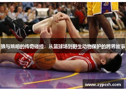 狼与姚明的传奇碰撞：从篮球场到野生动物保护的跨界故事
